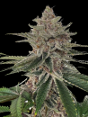 Divine Gelato x Bubba